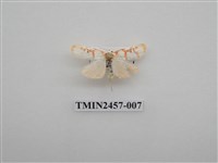 藏品(二斑叉紋苔蛾)的圖片